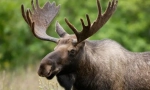 Elk